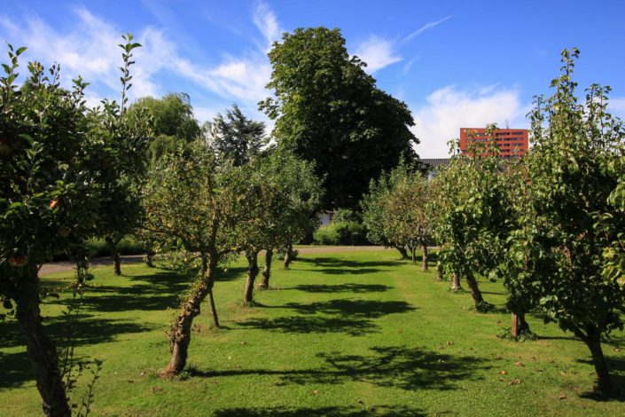 landelijke tuin fruitboom appel